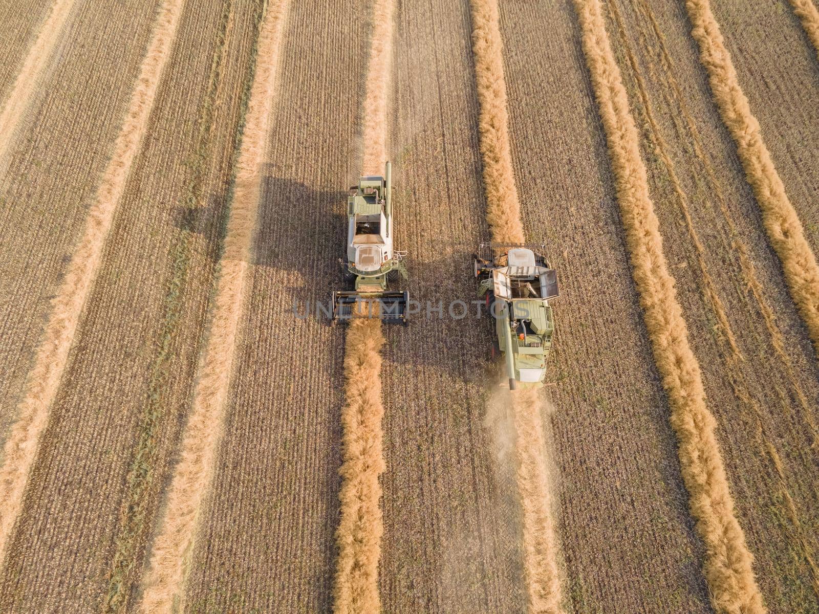 Combines mow rapeseed in the field.Agro-industrial complex.The combine harvester cuts rapeseed .The machine removes rapeseed.Harvesting of grain crops.Harvesting  in ranches and agricultural lands by YevgeniySam