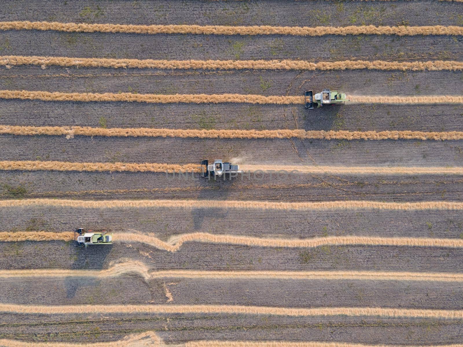 Combines mow rapeseed in the field.Agro-industrial complex.The combine harvester cuts rapeseed .The machine removes rapeseed.Harvesting of grain crops.Harvesting  in ranches and agricultural lands