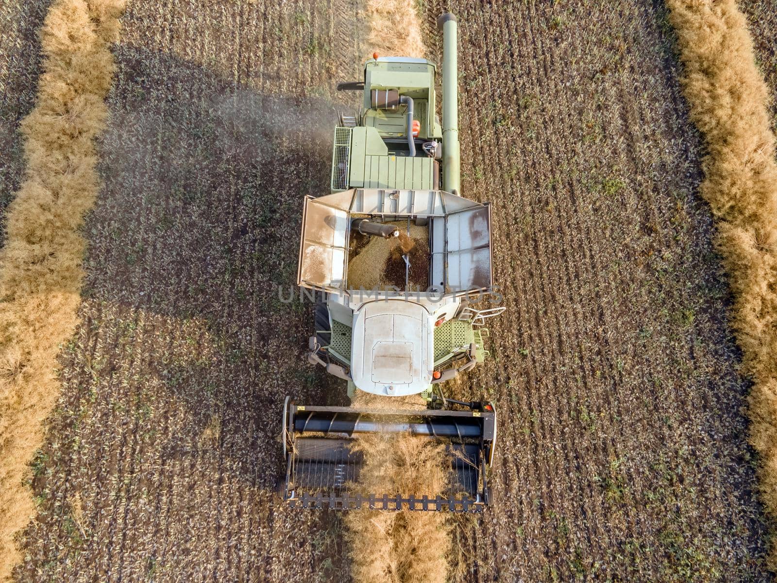 Combines mow rapeseed in the field.Agro-industrial complex.The combine harvester cuts rapeseed .The machine removes rapeseed.Harvesting of grain crops.Harvesting  in ranches and agricultural lands by YevgeniySam