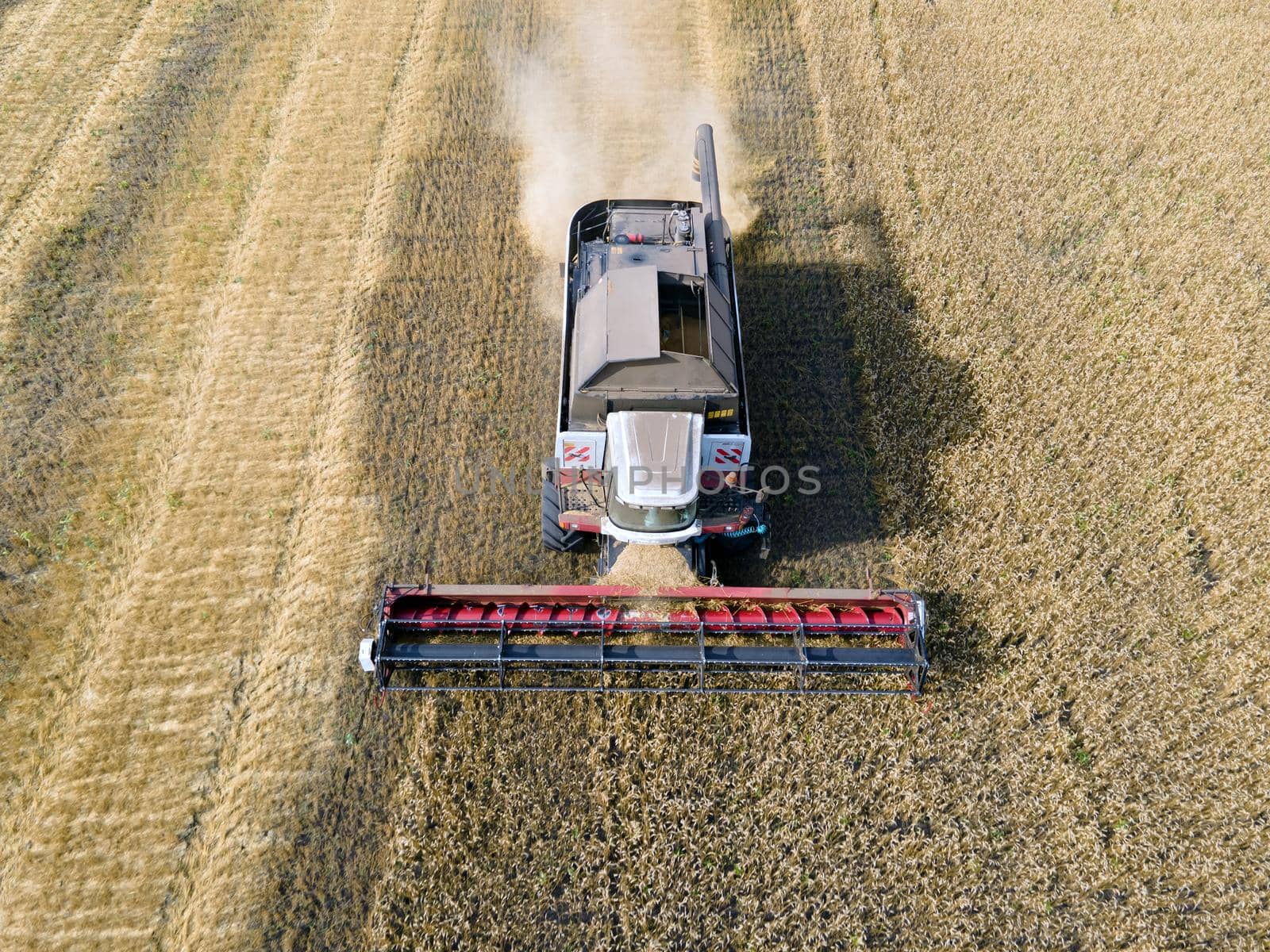 Combines mow wheat in the field.Agro-industry.Combine Harvester Cutting on wheat field.Machine harvest wheat.Harvesting of grain crops.Harvesting wheat,oats and barley in fields,ranches and farmlands