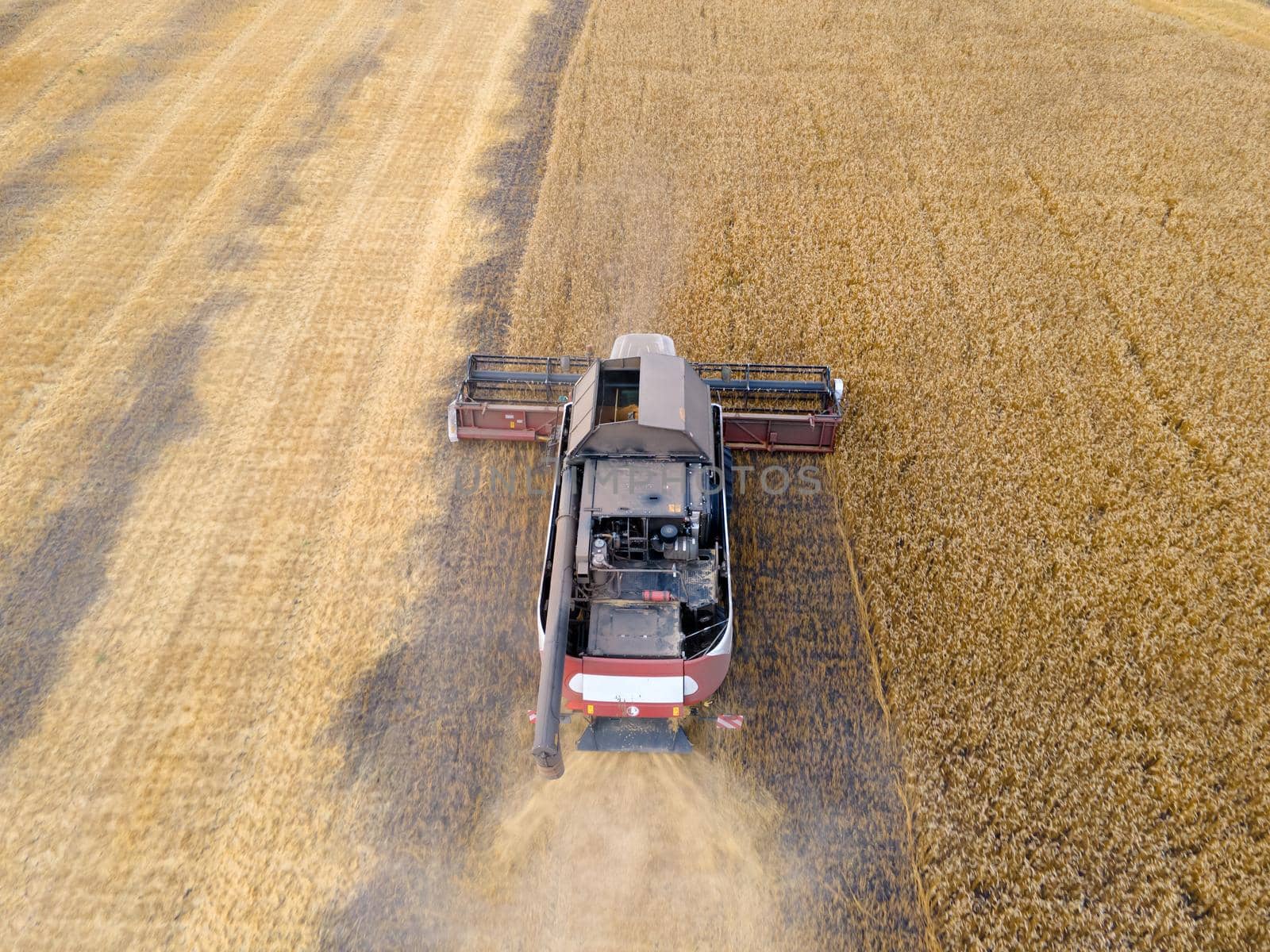 Combines mow wheat in the field.Agro-industry.Combine Harvester Cutting on wheat field.Machine harvest wheat.Harvesting of grain crops.Harvesting wheat,oats and barley in fields,ranches and farmlands