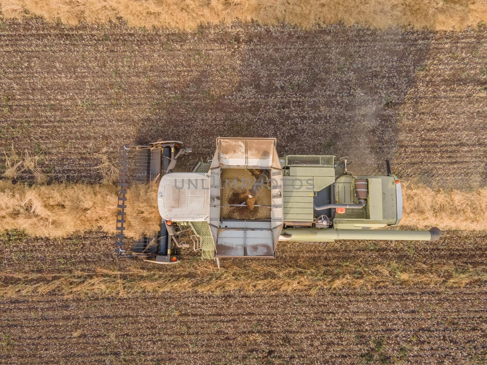 Combines mow rapeseed in the field.Agro-industrial complex.The combine harvester cuts rapeseed .The machine removes rapeseed.Harvesting of grain crops.Harvesting  in ranches and agricultural lands