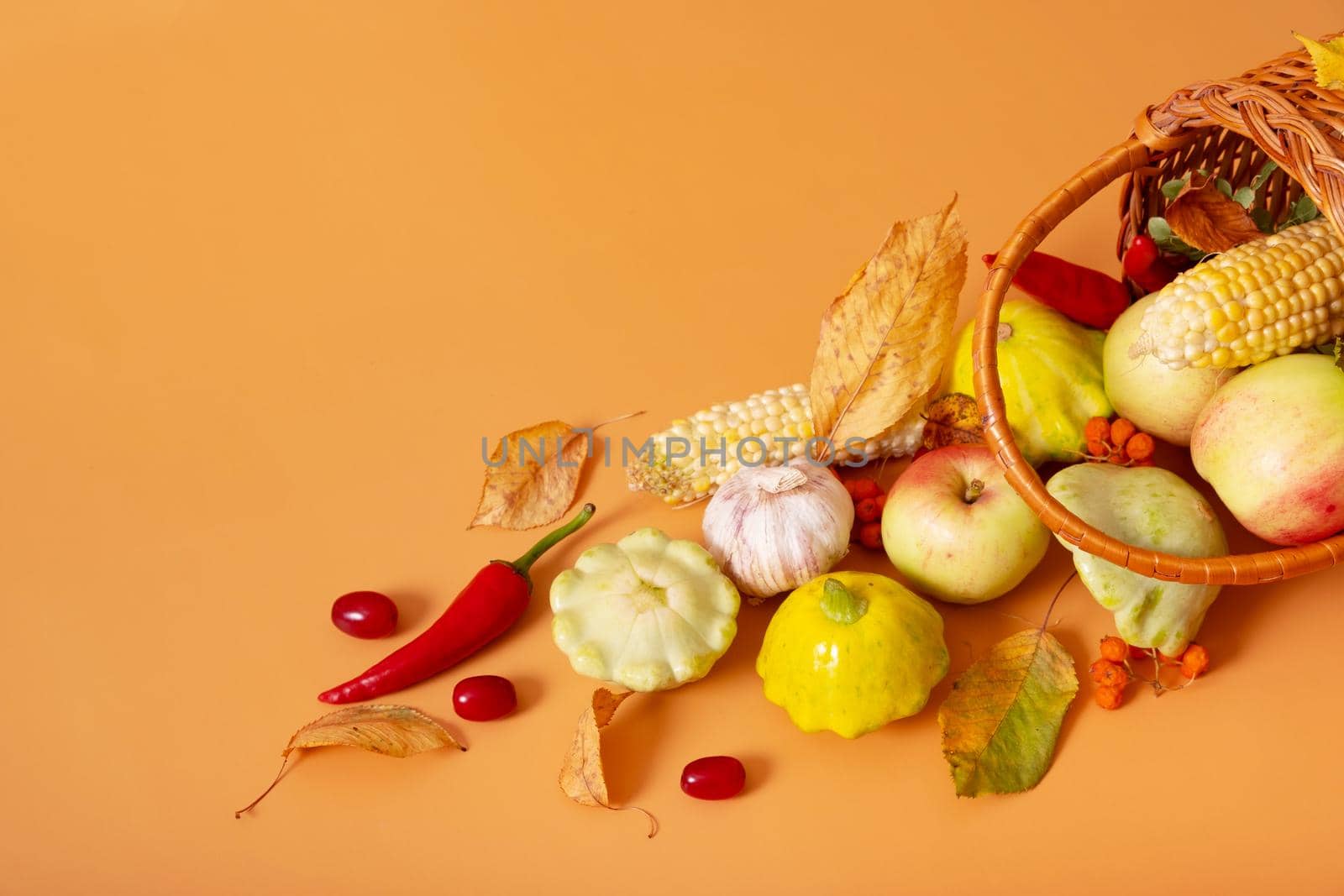 Autumn harvest basket with corn, apples, zucchini and peppers on a orange background. Harvest concept.