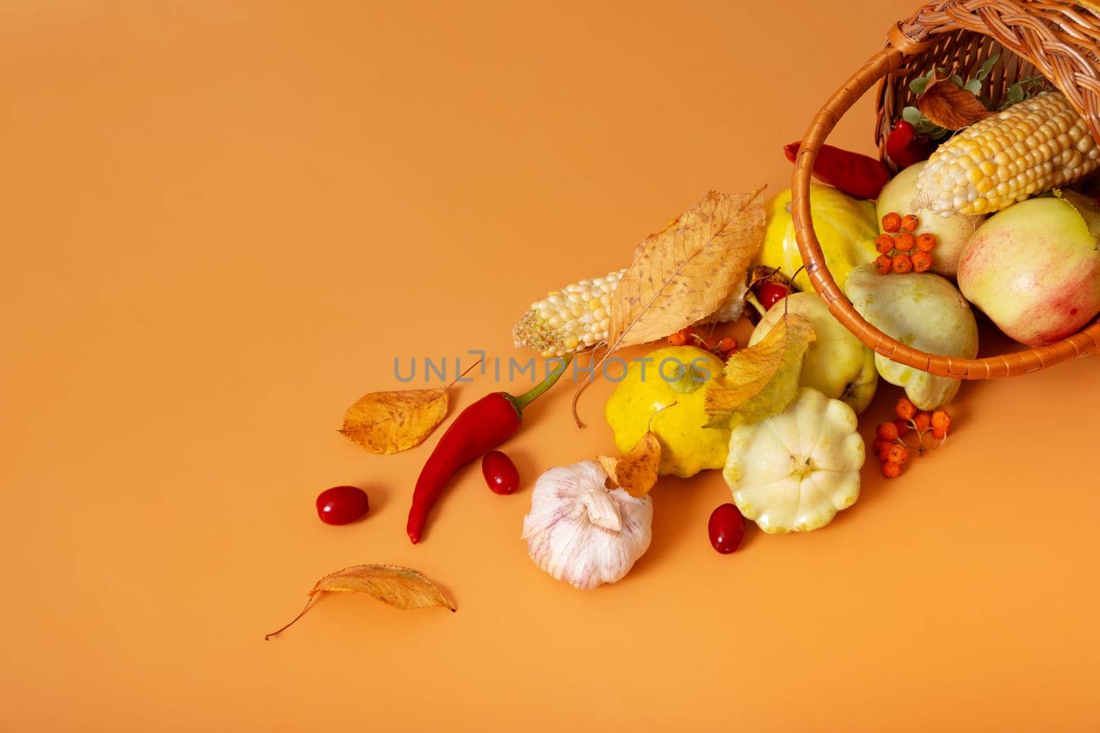 Autumn harvest basket with corn, apples, zucchini and peppers on a orange background. Harvest concept by ssvimaliss