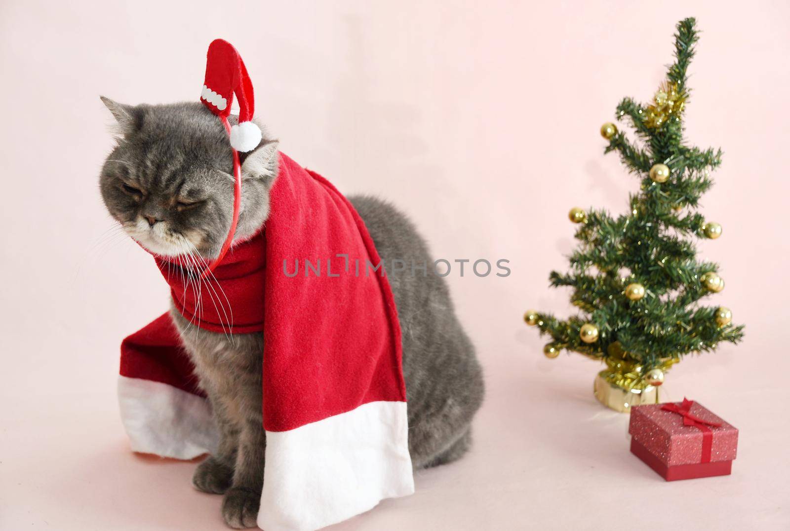 a gray sad british cat in a santa costume sits in a basket near the christmas tree, High quality photo