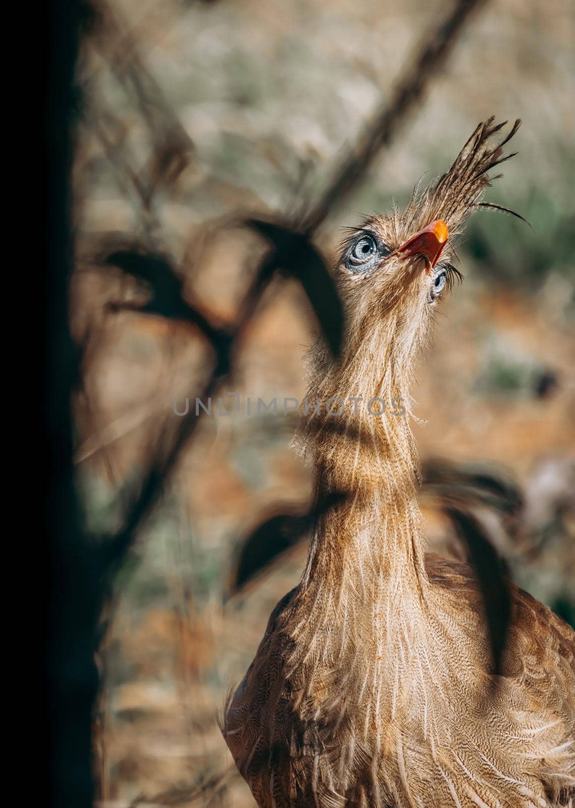 Curious Seriema bird peeking behind foliage. High quality photo