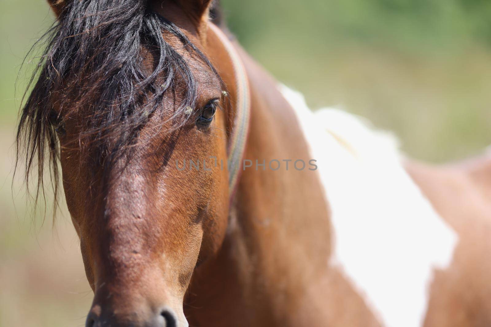 Appaloosa horse in pasture fields. Gorgeous wild horse at ranch concept