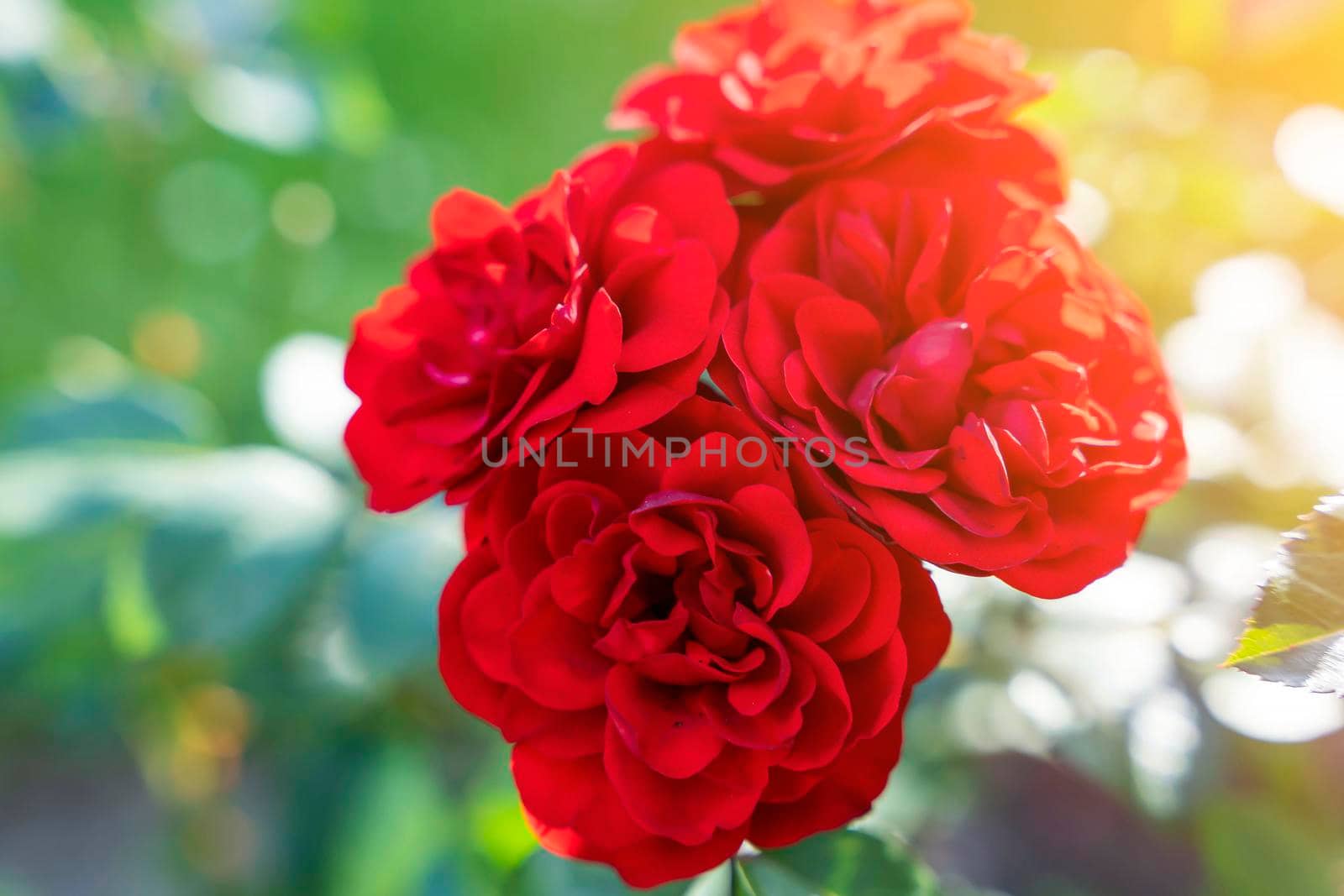 A Red Rose Bush. lots of red rosebuds close-up. The concept of gardening, floristry, landscape design