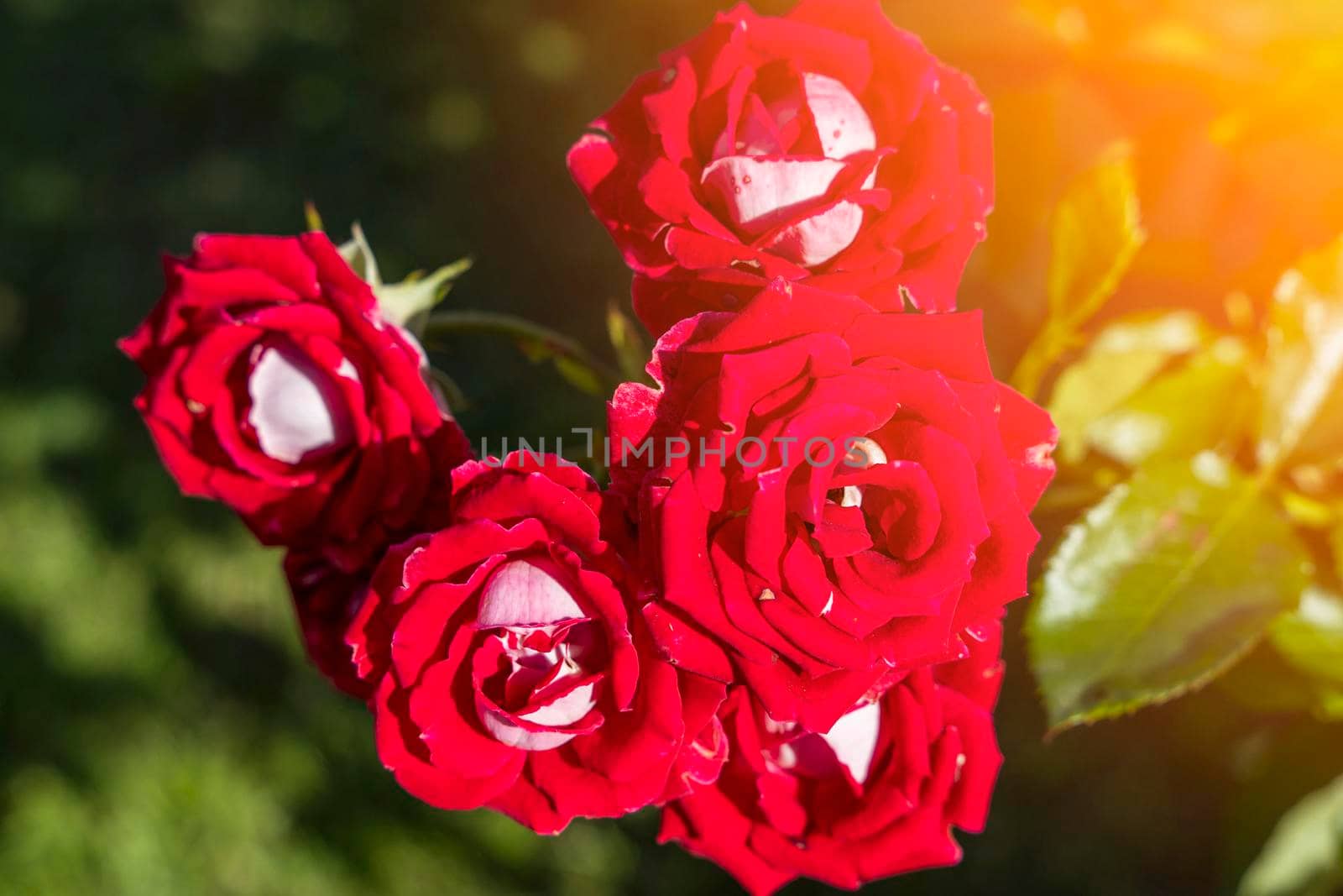Red Rose Bush. lots of red rosebuds close-up. The concept of gardening by audiznam2609