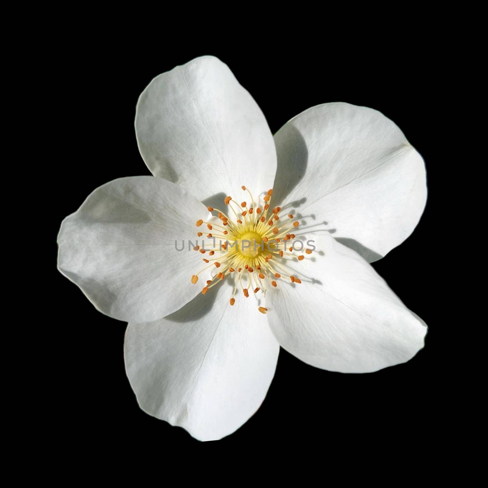 White rose agrestis black on an isolated background by gallofoto