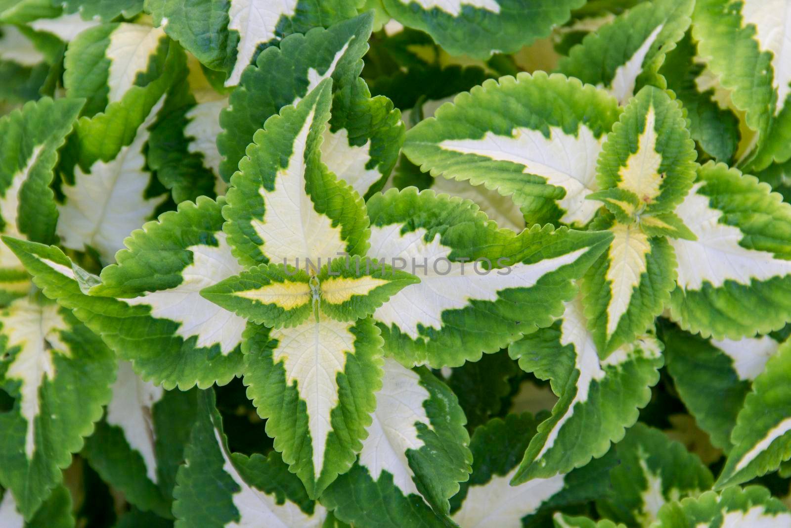 Ornamental leaves with a green white pattern. background, High quality photo