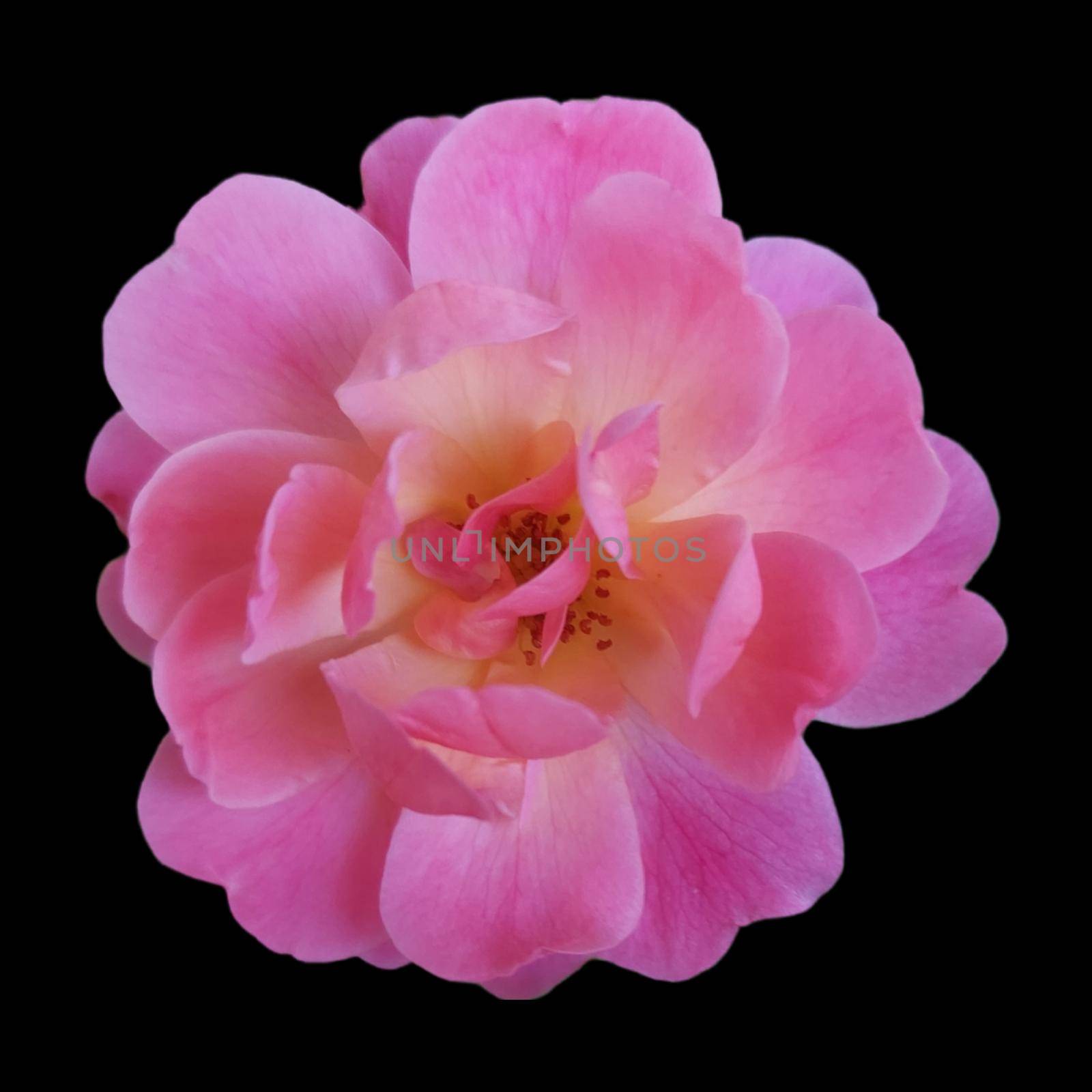 pink rose isolated on black background dicut with clipping path by gallofoto
