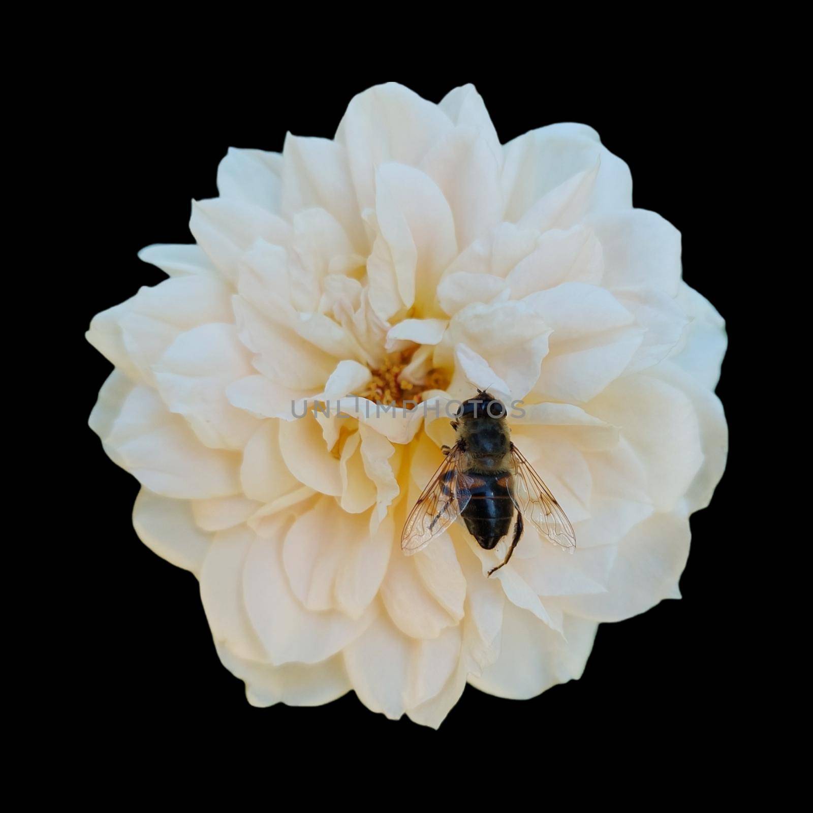 white rose isolated on black background with bee. High quality photo