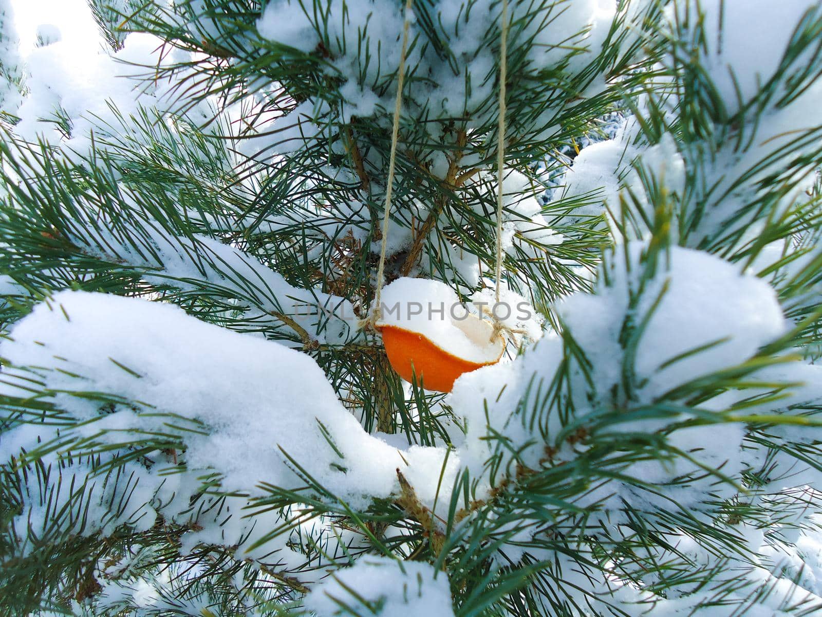 Caring for birds in the winter. A bird feeder made of mandarin peel hangs on a snowy pine branch.