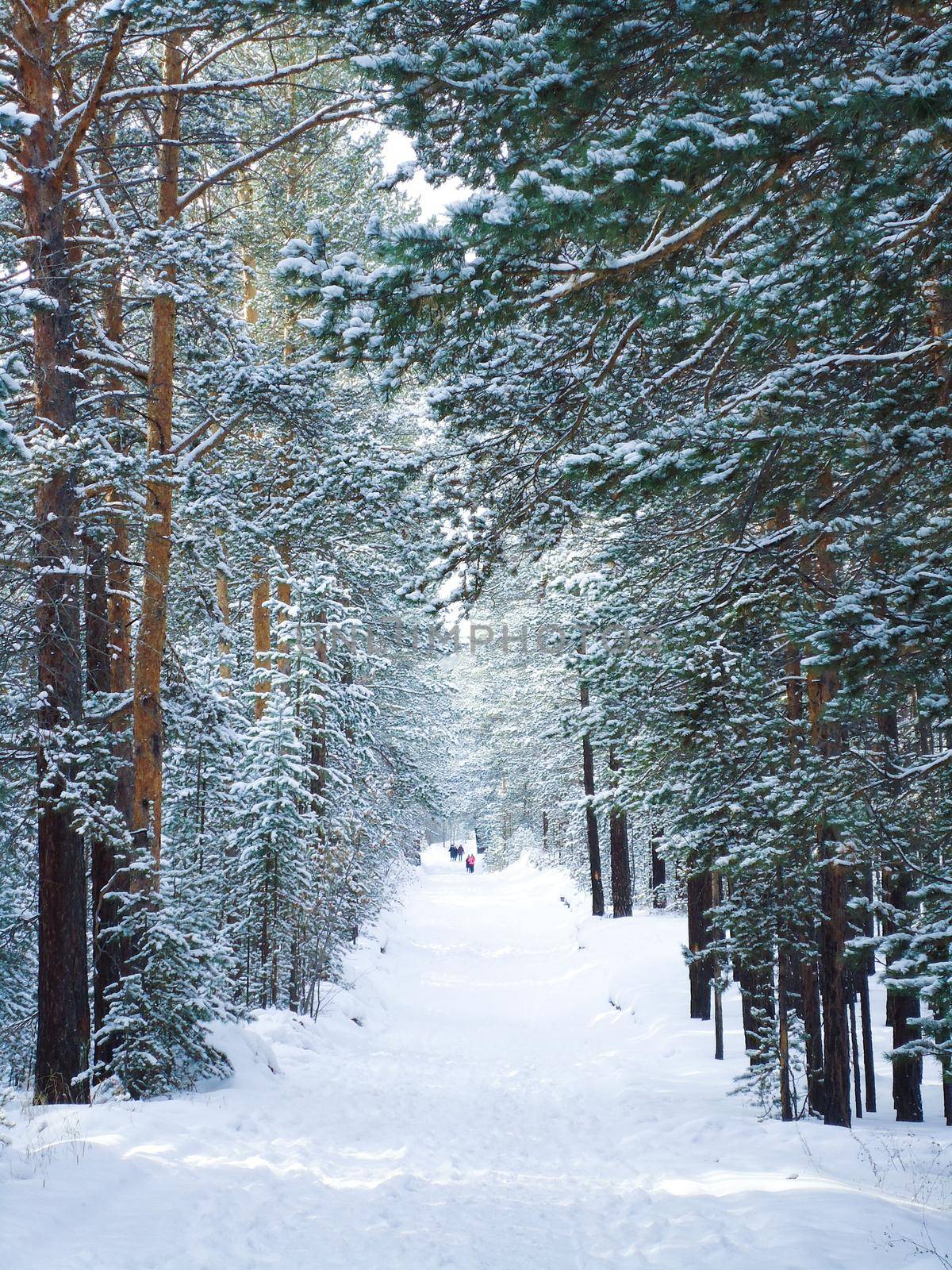 Fairy magic footpath in a snowy park with tall frozen evergreen trees of pine. Holiday walk hiking. Winter christmas landscape.