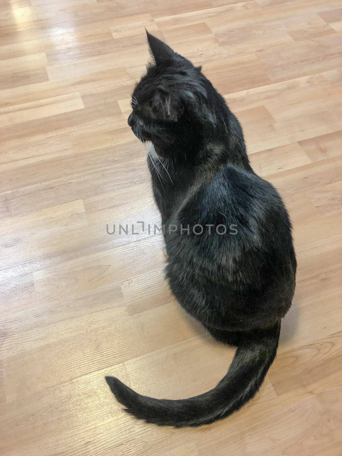 A small black kitten sits with its head turned to the side on a light parquet