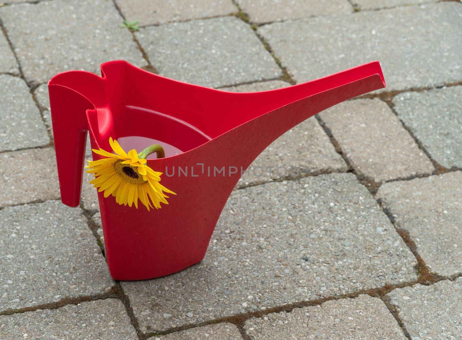 Yellow Gerbera flower drinks water from a red watering can