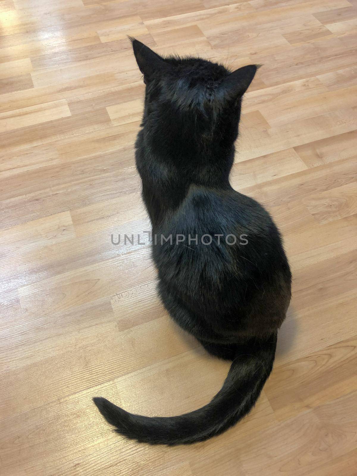 A small black kitten sits on a light parquet