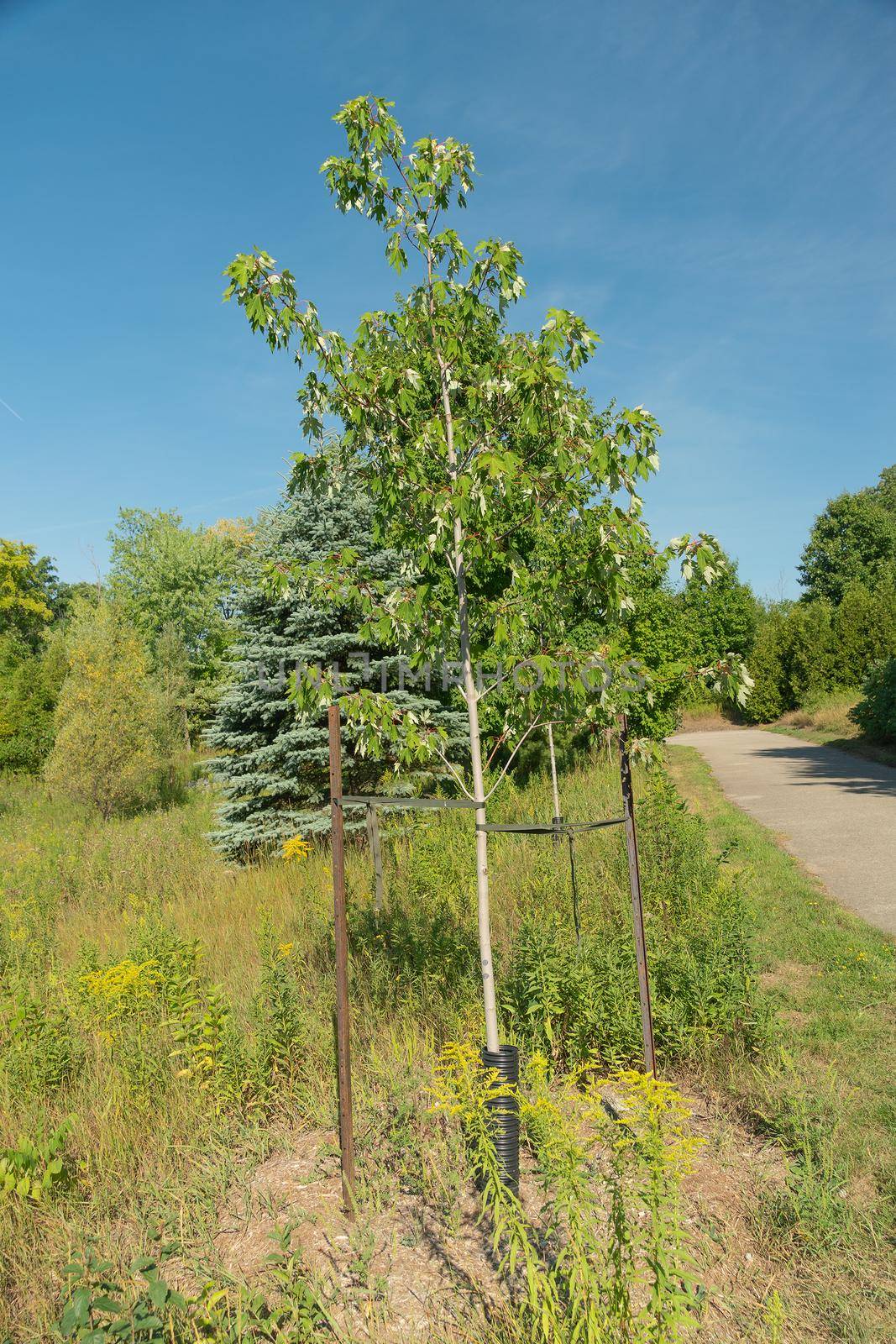 Young maple is planted with two supports by ben44