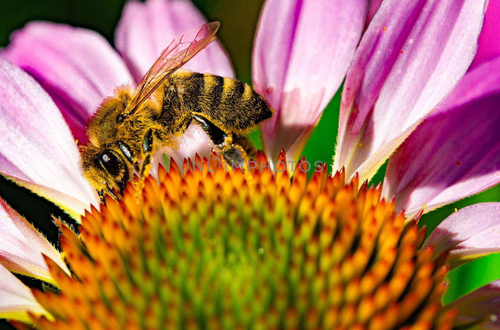 Bumblebee collects nectar from the head of a red flower