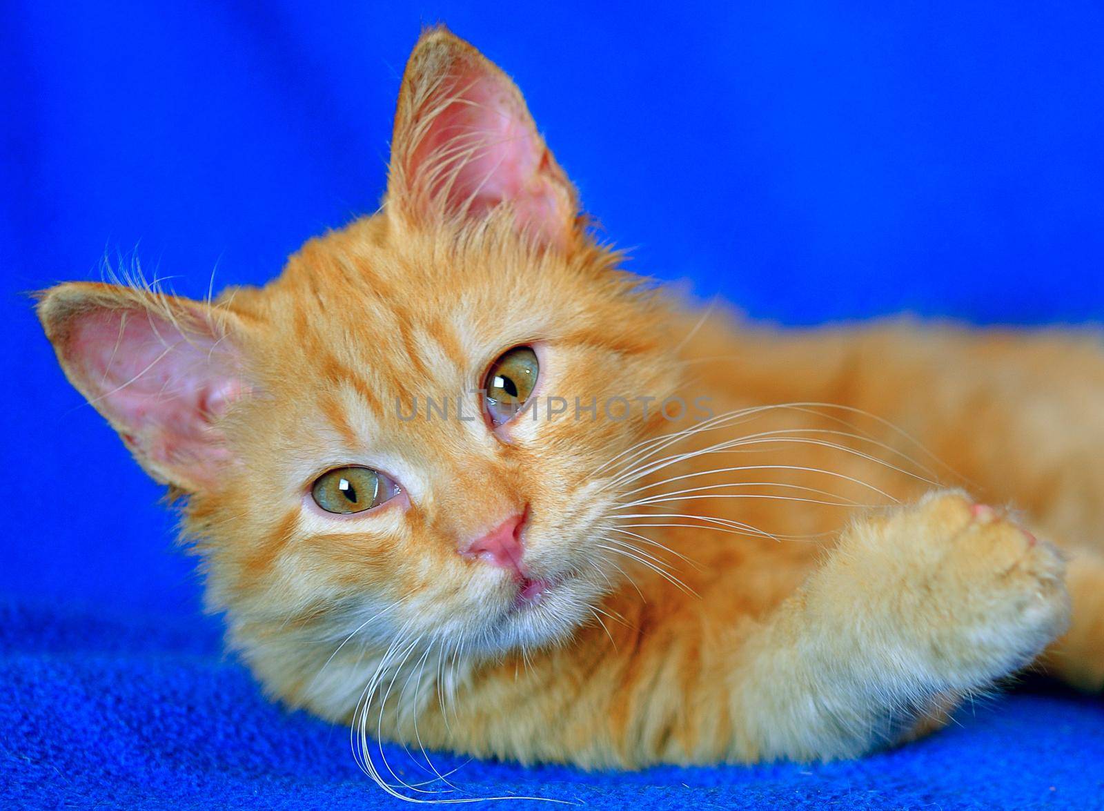 Little ginger kitten against a blue background by ben44