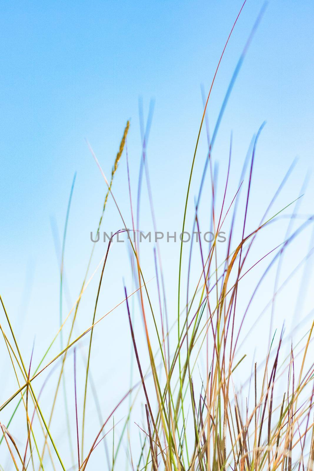 Beauty in nature, balanced lifestyle, environmental concept - Rustic spring field