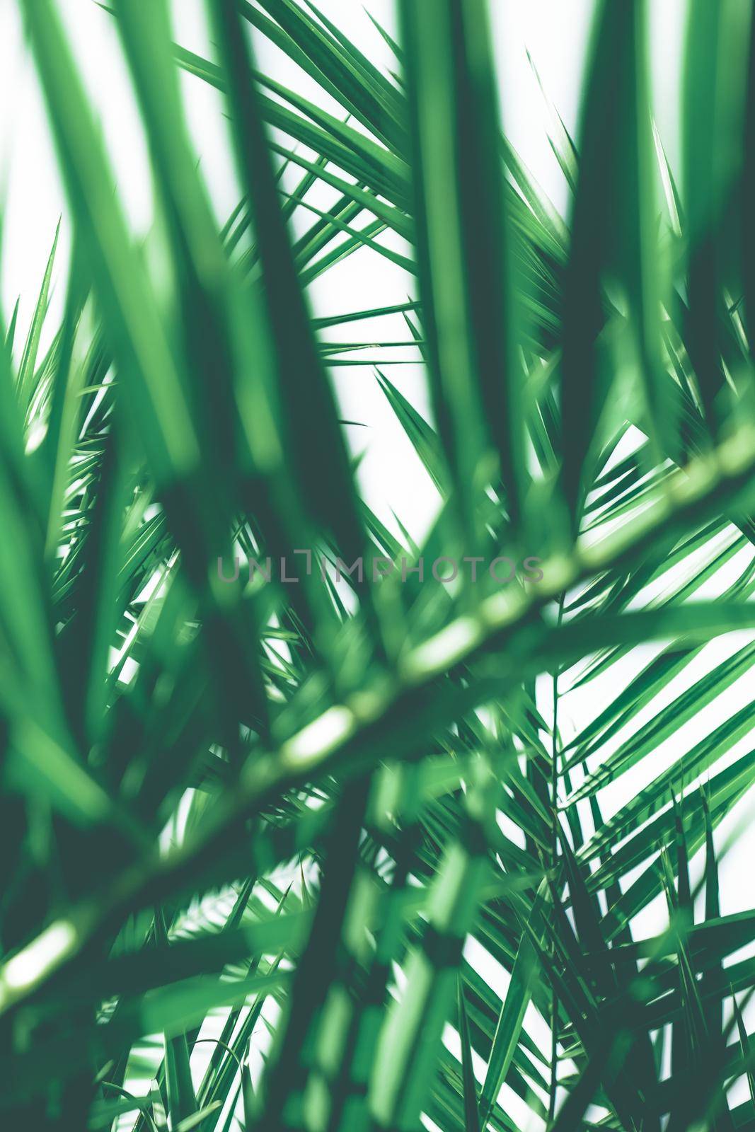 Tropical palm leaves, floral background by Anneleven