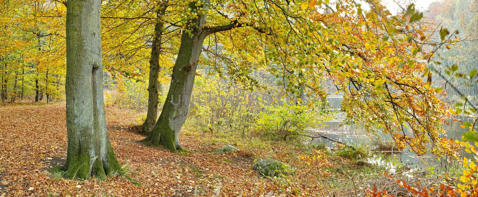 In the colors of autumn. Autumn colors in the forest - Denmark. by YuriArcurs