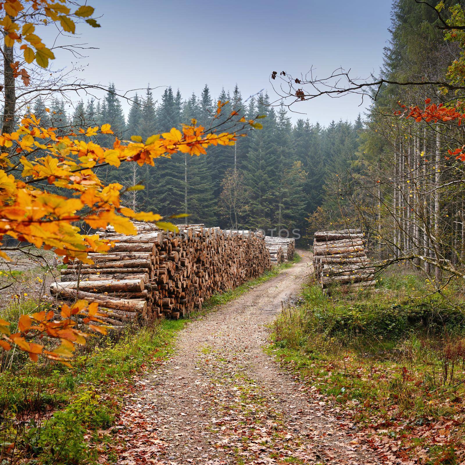 Pile of logs - the forest in autumn. The forest in the colors of autumn