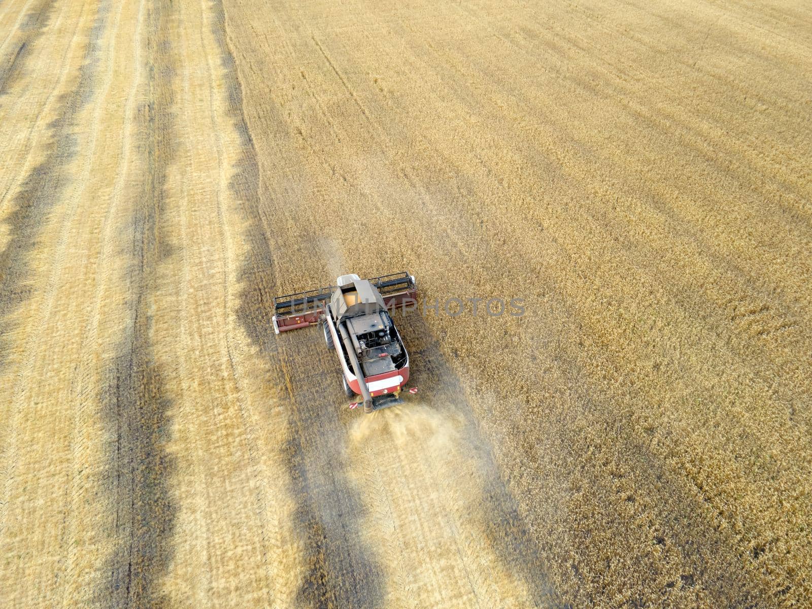 Harvesting of grain crops.Harvesting wheat,oats and barley in fields,ranches and farmlands.Combines mow wheat in the field.Agro-industry.Combine Harvester Cutting on wheat filed.Machine harvest wheat