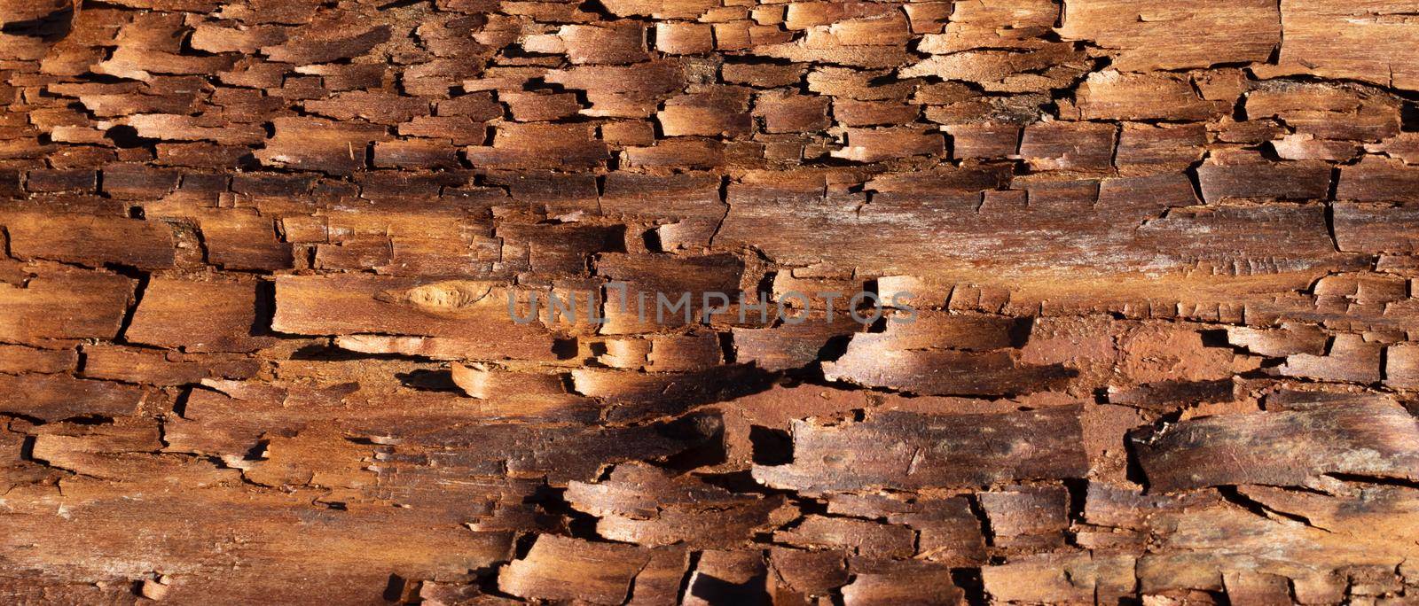The bark pattern is a seamless wood texture. For background woodwork, brown hardwood bark. place for text. by lapushka62