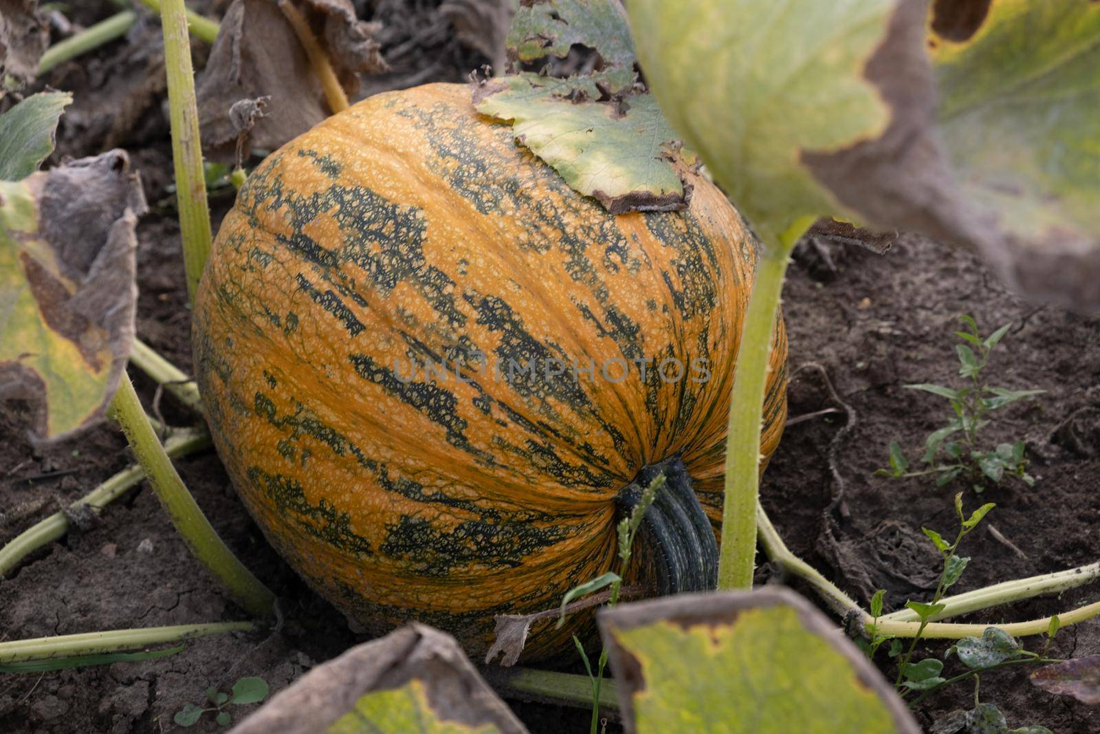 Orange ripe pumpkin in the garden. Thanksgiving and autumn harvest concept.