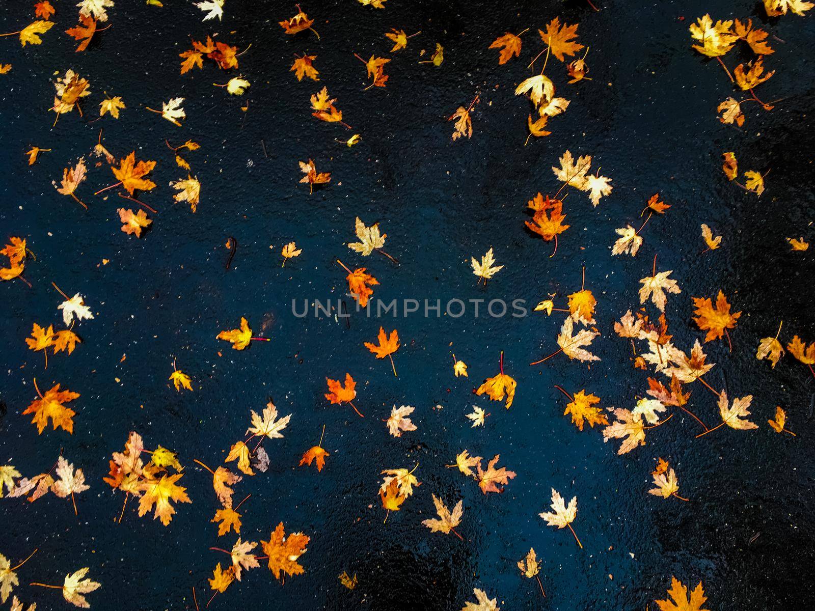 Fall season, weather and environment concept - Autumn leaves and trees, nature background