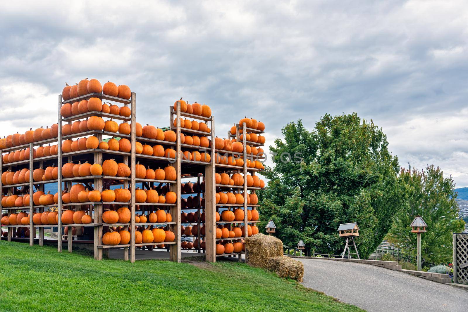 Pumpkin harvest on the stack. Decorative Heloween fortress on the hill.