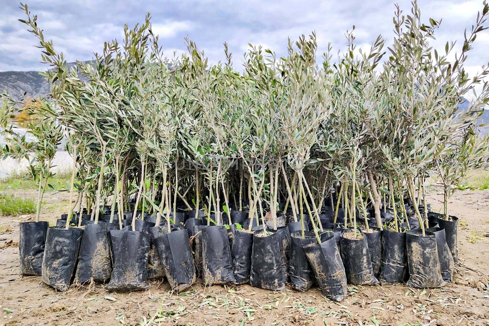 Seedlings of olive trees in plant nursery prepared for sale, for landing