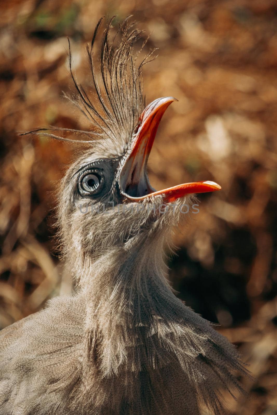 Close up shot of Seriema bird squawking by hugopacosta
