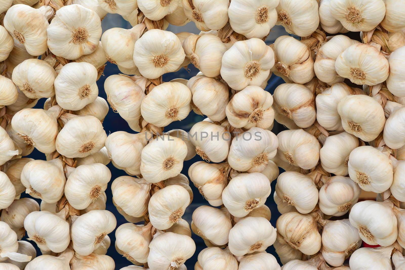 Dry garlic is hanging in row on the market