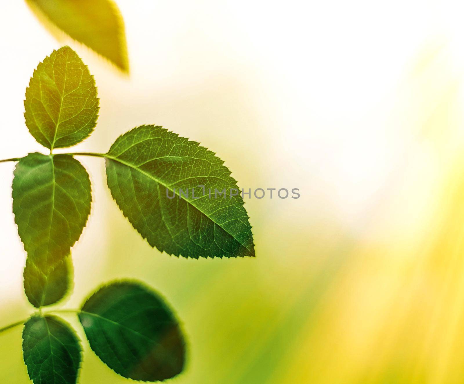 Nature background, sustainable solar energy, environmental concept - Fresh green leaves in spring