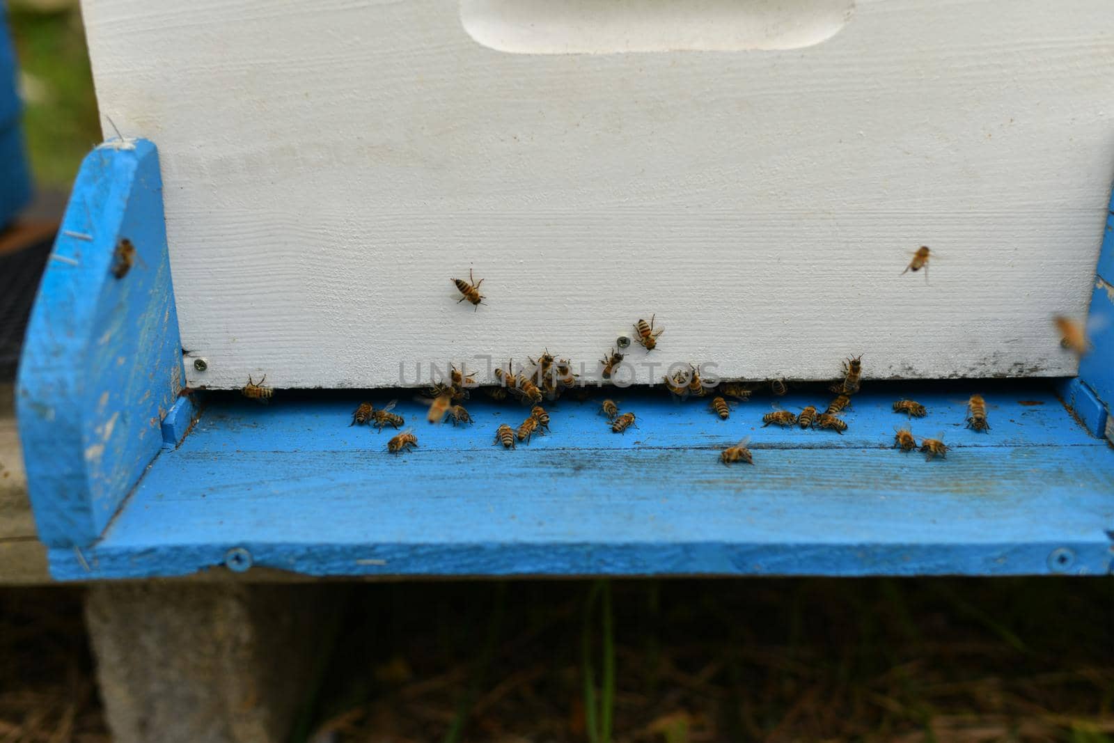 The bees fly into the box. Wooden beehive