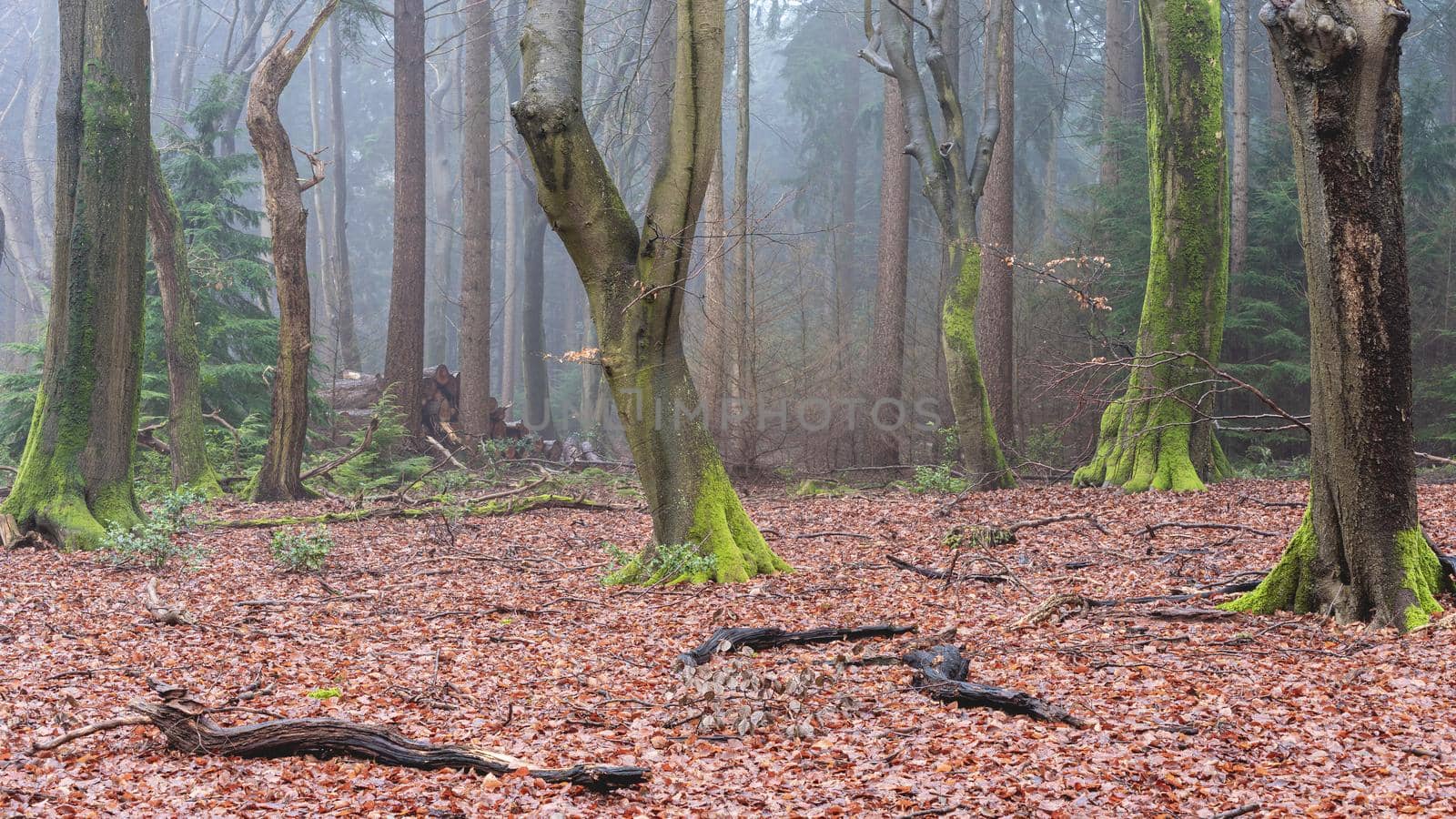 Foggy day in the forest in The Netherlands, Speulderbos Veluwe.