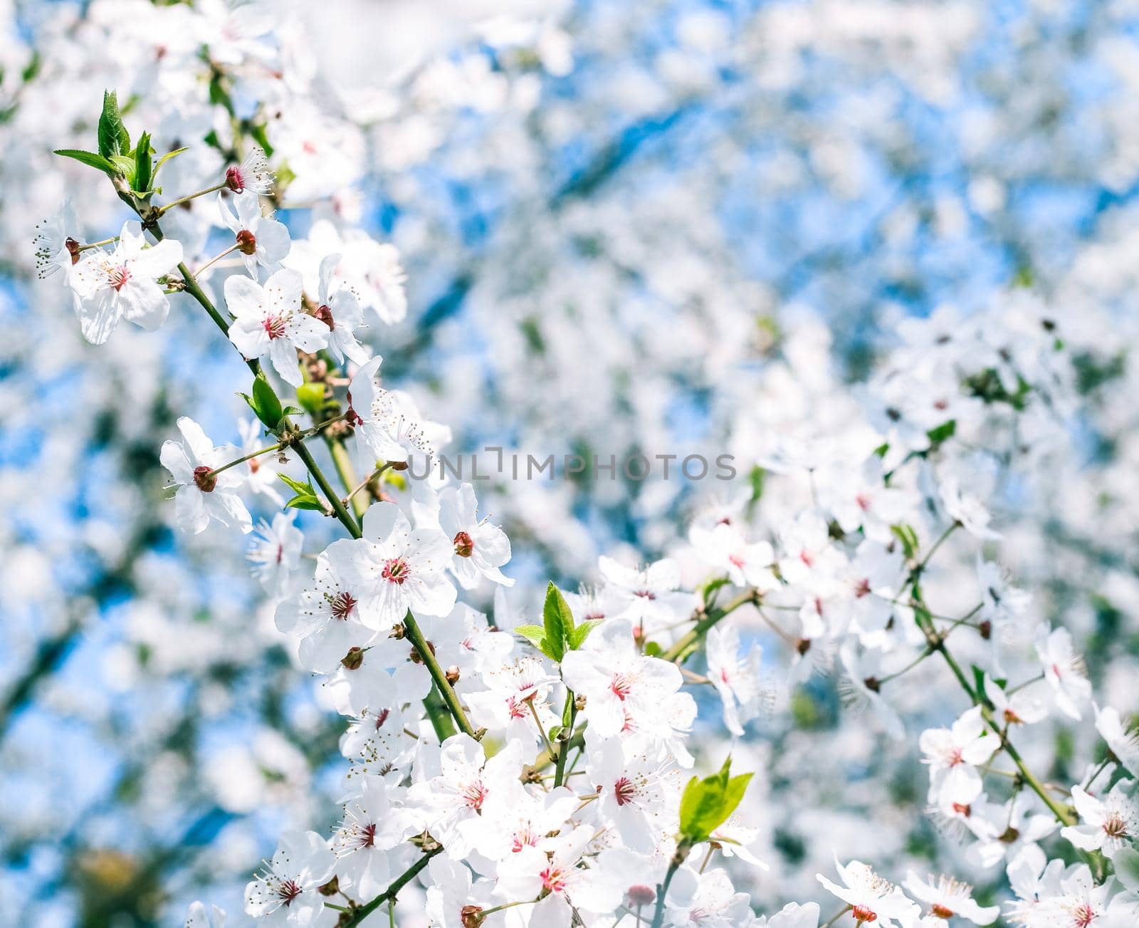 Floral beauty, dream garden and natural scenery concept - Cherry tree blossom and blue sky, white flowers as nature background