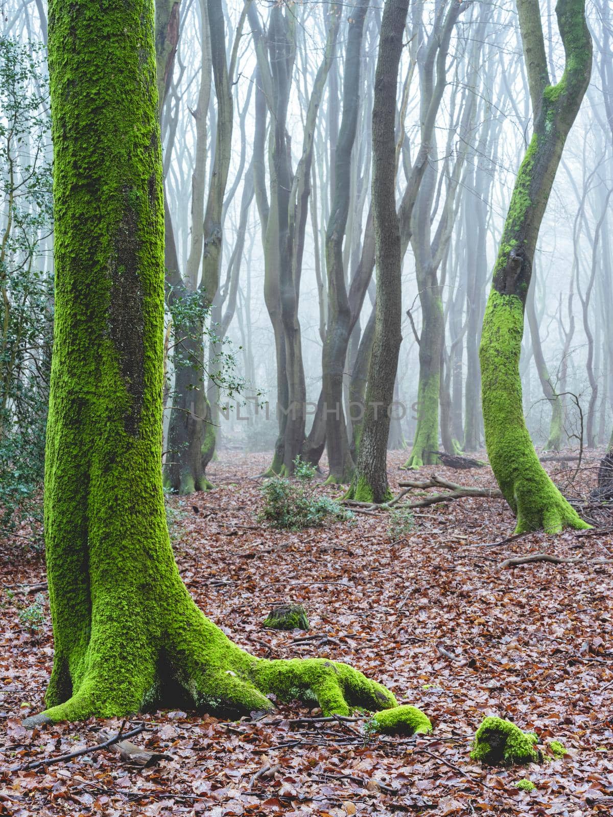 Foggy day in the forest in The Netherlands, Speulderbos Veluwe.