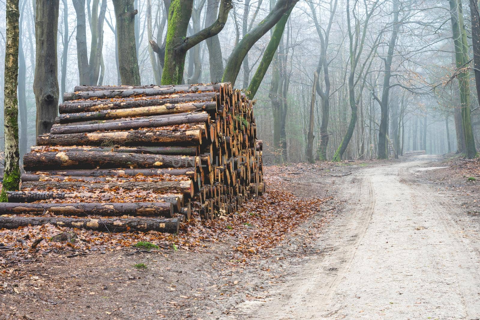 Cutted wood in the forest of The Netherlands, Speulderbos, Veluwe.