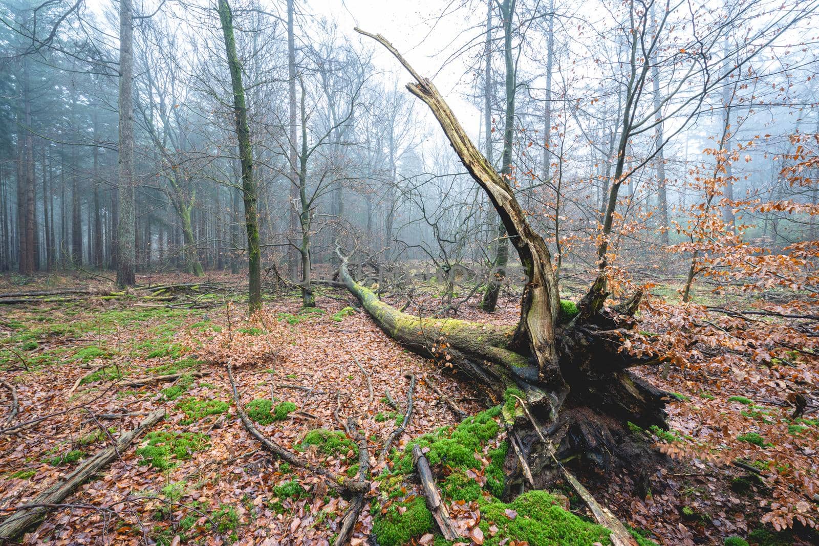 Foggy day in the forest in The Netherlands, Speulderbos Veluwe.