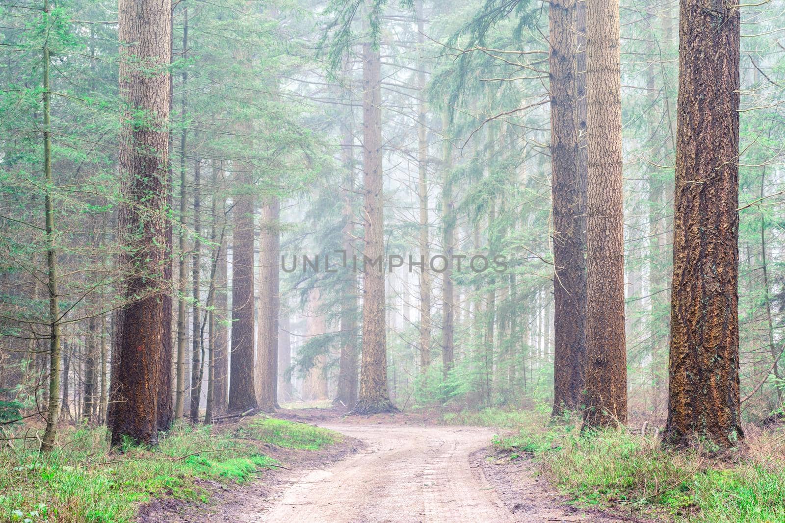 Foggy day in the forest in The Netherlands, Speulderbos Veluwe.