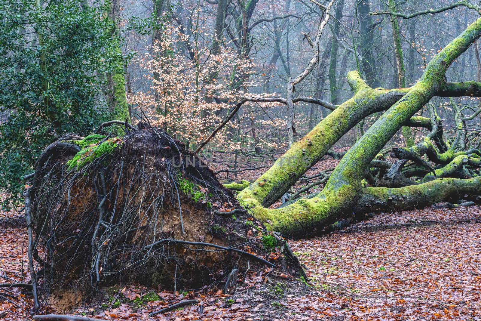 Foggy day in the forest in The Netherlands
