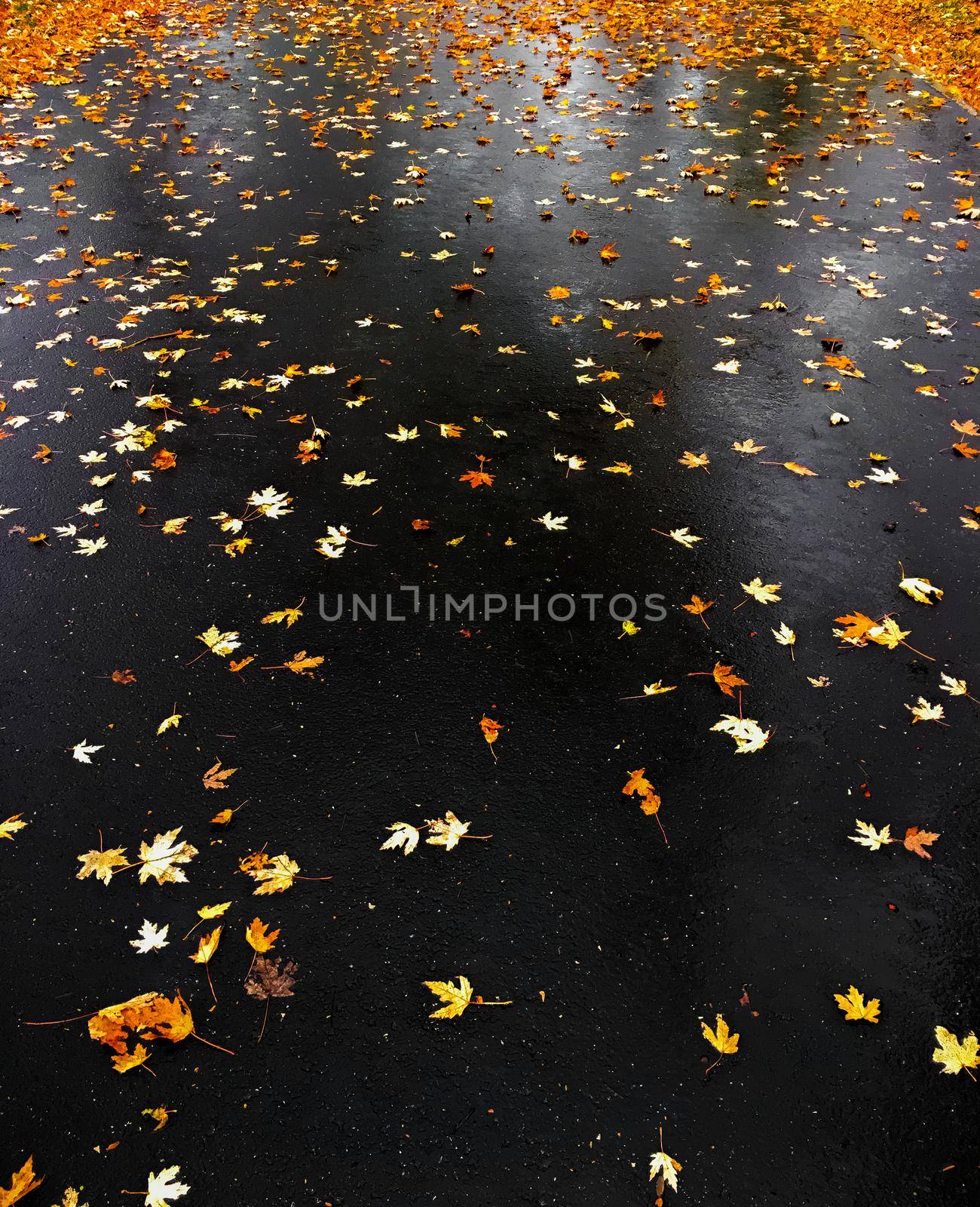 Autumn leaves and trees, nature background by Anneleven