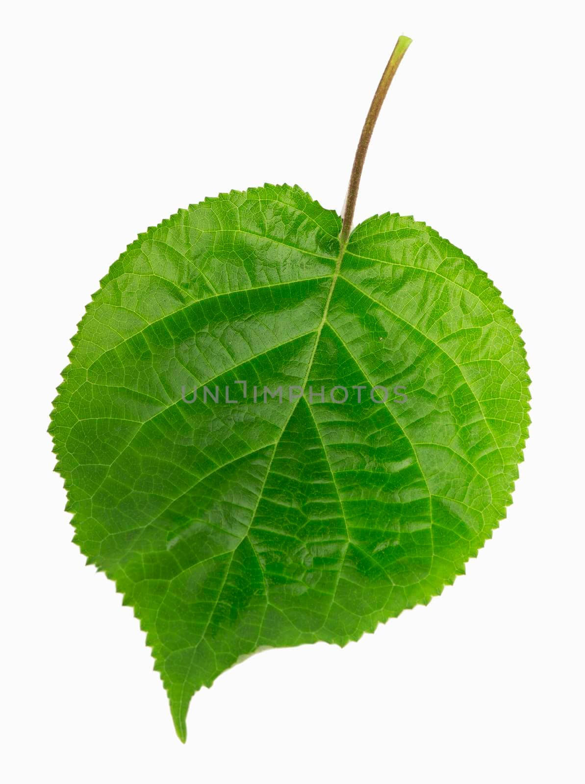 linden leaf. green leaf on white background by aprilphoto