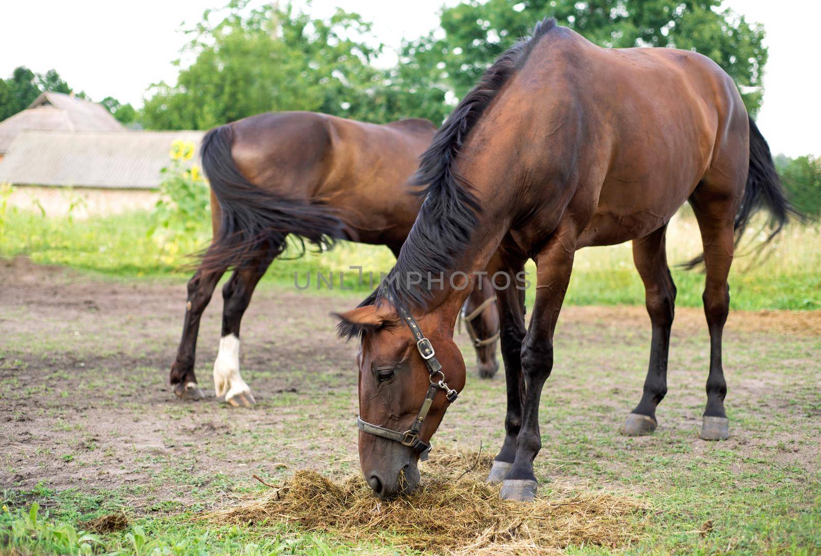 brown horses frolic in the stable. horse breeding by aprilphoto