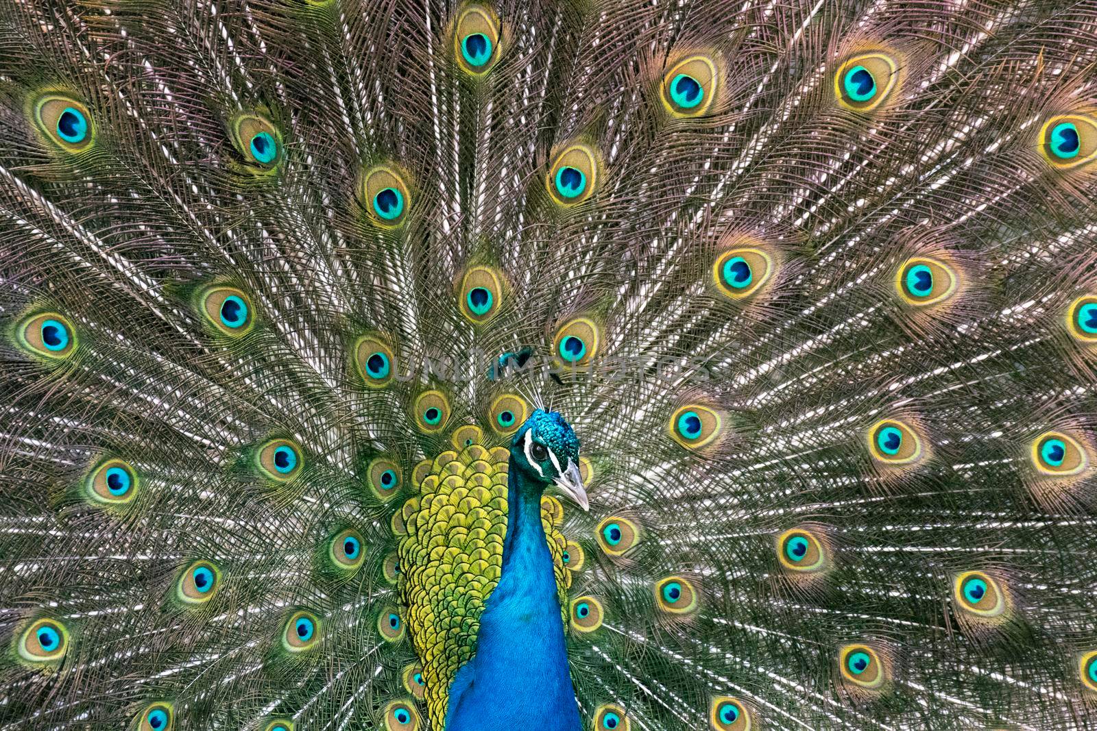Portrait of a beautiful peacock displaying its colourful plumage by StefanMal